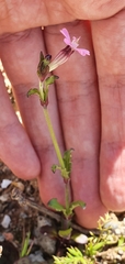 Silene diversifolia image