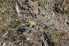 Lomatium simplex