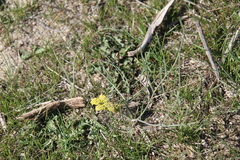 Lomatium simplex