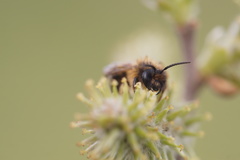Andrena