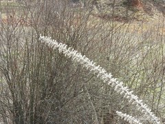 Echium boissieri