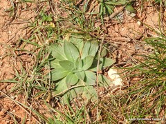 Echium boissieri