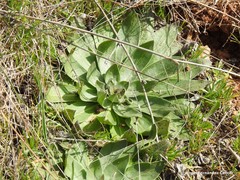 Echium boissieri