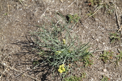 Lomatium simplex