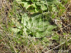 Echium boissieri