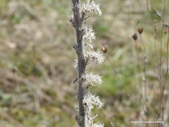 Echium boissieri