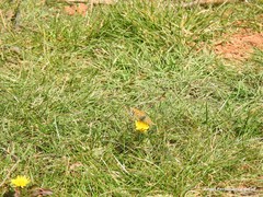 Taraxacum obovatum