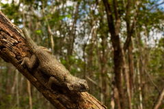 Sceloporus lundelli gaigeae