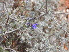 Lithodora fruticosa