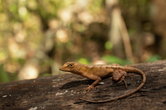 Anolis tropidonotus