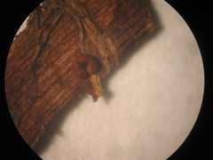 Ophiotheca chrysosperma