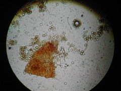 Ophiotheca chrysosperma