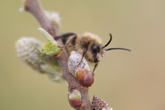 Colletes cunicularius