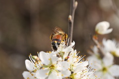 Andrena parviceps
