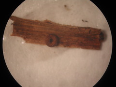 Ophiotheca chrysosperma