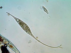 Amphileptus procerus