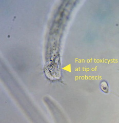 Amphileptus procerus