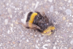 Bombus