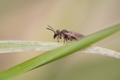 Andrena