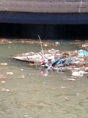 Cairina moschata domestica