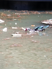 Cairina moschata domestica