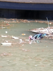 Cairina moschata domestica