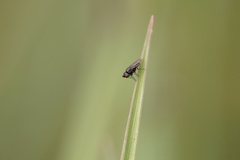 Diptera