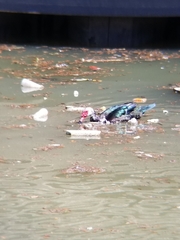 Cairina moschata domestica