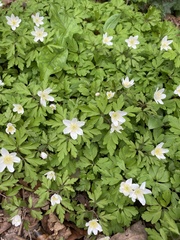 Anemonoides nemorosa