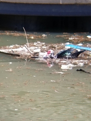 Cairina moschata domestica