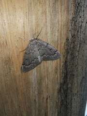 Nepytia pellucidaria