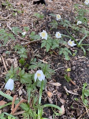 Anemonoides nemorosa