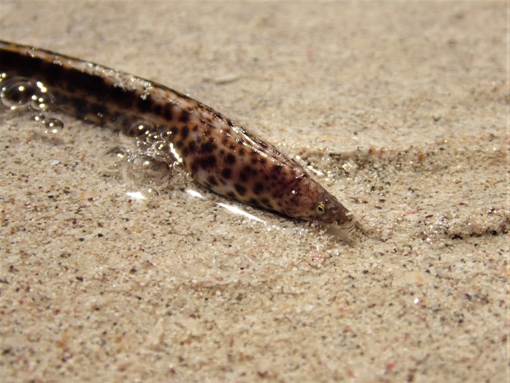 Rosenblatts slangaal (Letharchus rosenblatti) — Ophichthidae