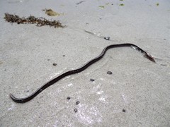 Letharchus rosenblatti