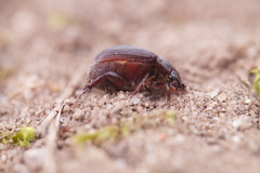 Maladera holosericea