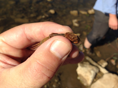 Gryllotalpidae