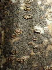 Pseudoschismatomma rufescens