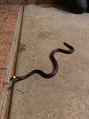 Cacophis harriettae