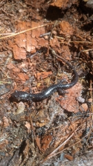 Plethodon teyahalee