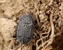 Thanatophilus rugosus