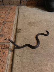 Cacophis harriettae