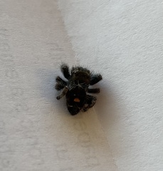 Phidippus audax