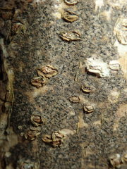 Pseudoschismatomma rufescens