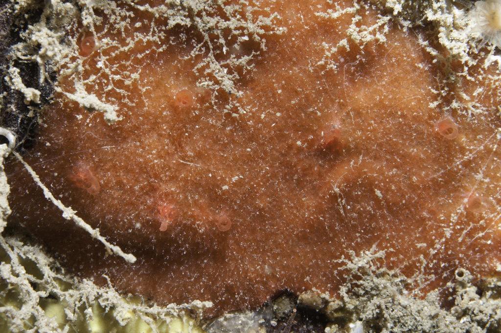 star horny sponge