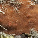 Hymeraphia stellifera - Photo (c) Bernard Picton, some rights reserved (CC BY), uploaded by Bernard Picton