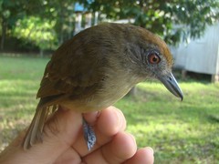 Thamnophilus schistaceus