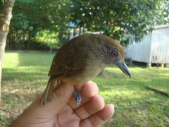 Thamnophilus schistaceus