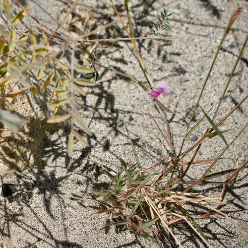 Image of Tephrosia palmeri by (c) Bill Levine, some rights reserved (CC BY)