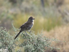 Pseudoseisura gutturalis