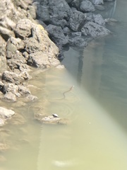 Nerodia rhombifer